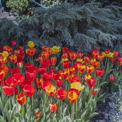 Ananda Tulip Gardens