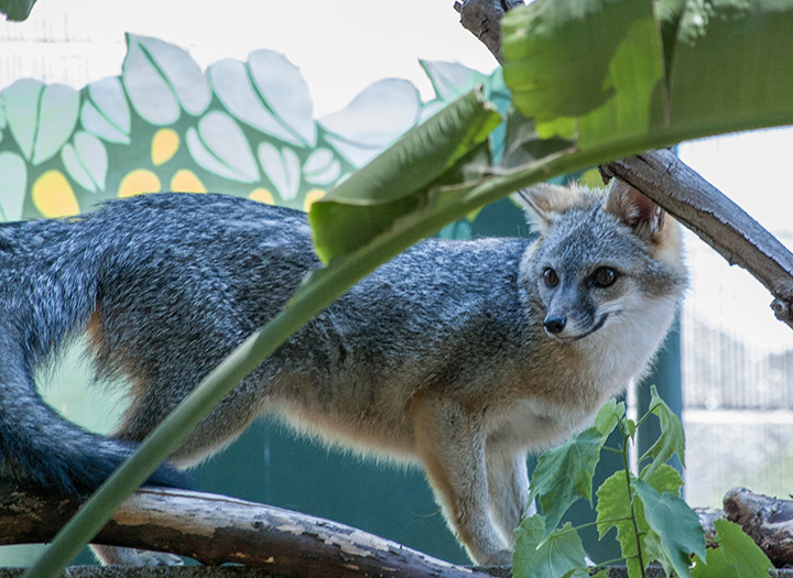 Sacramento Zoo Animal Portraits