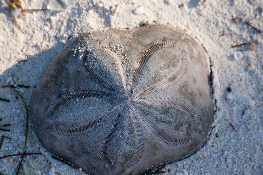 sand dollar