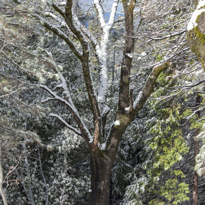 Nature Provides Exercise in Seeing