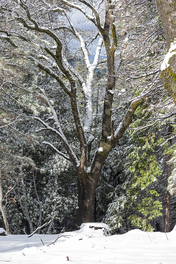 Nature Provides Exercise in Seeing