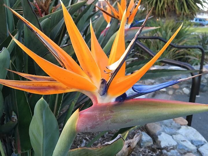 Bird of Paradise