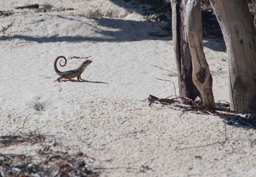 Curly Tailed Lizards