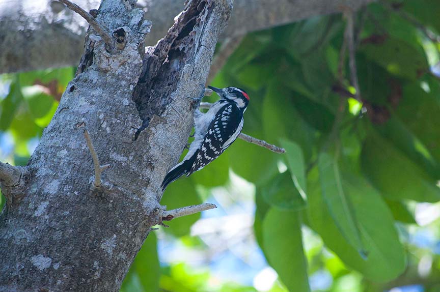 woodpecker