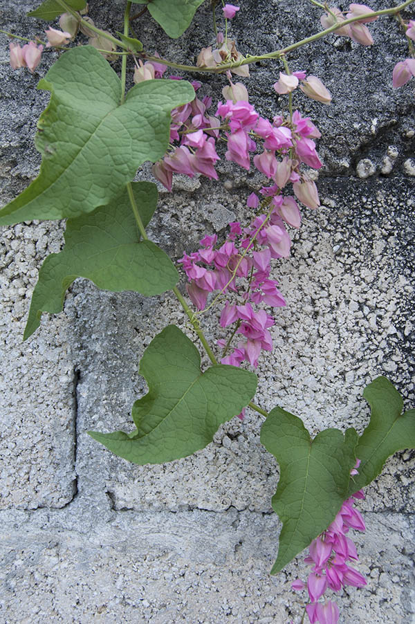 Flowers on Wall