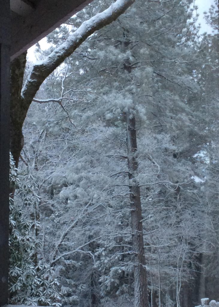 Snowy Trees