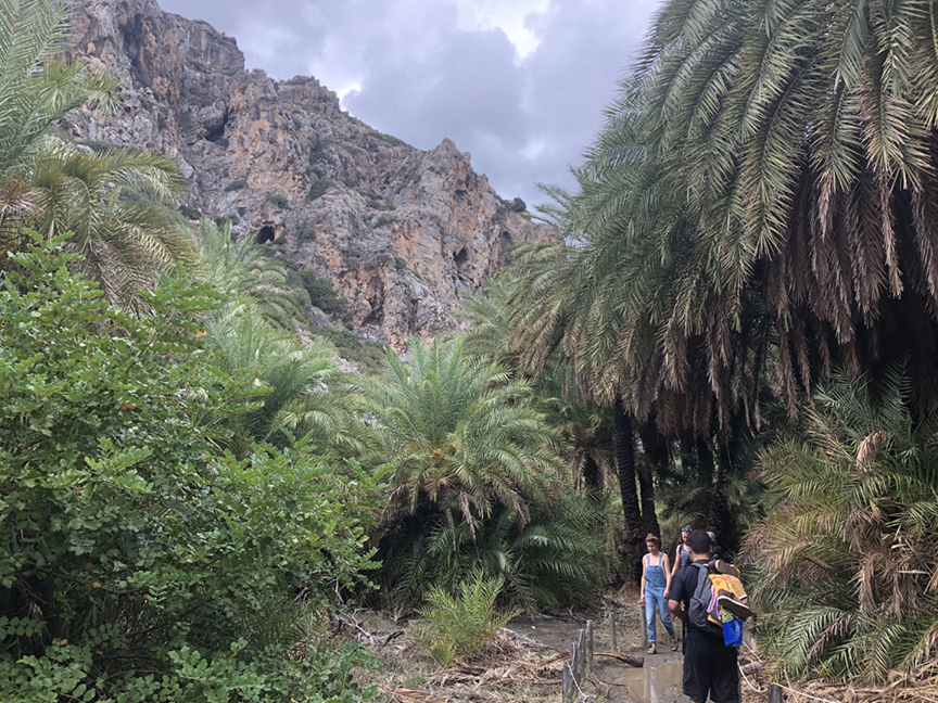 Palm Forrest Trail