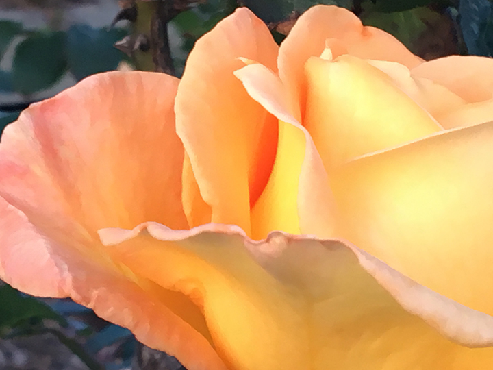 Peach and Yellow Rose