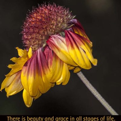 Macro Flower ~ End of Life Beauty