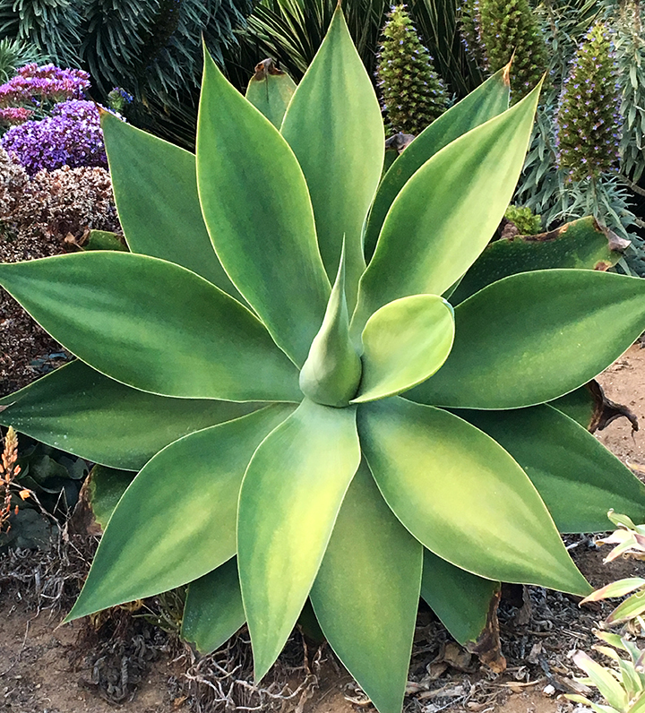 Succulant Plant 