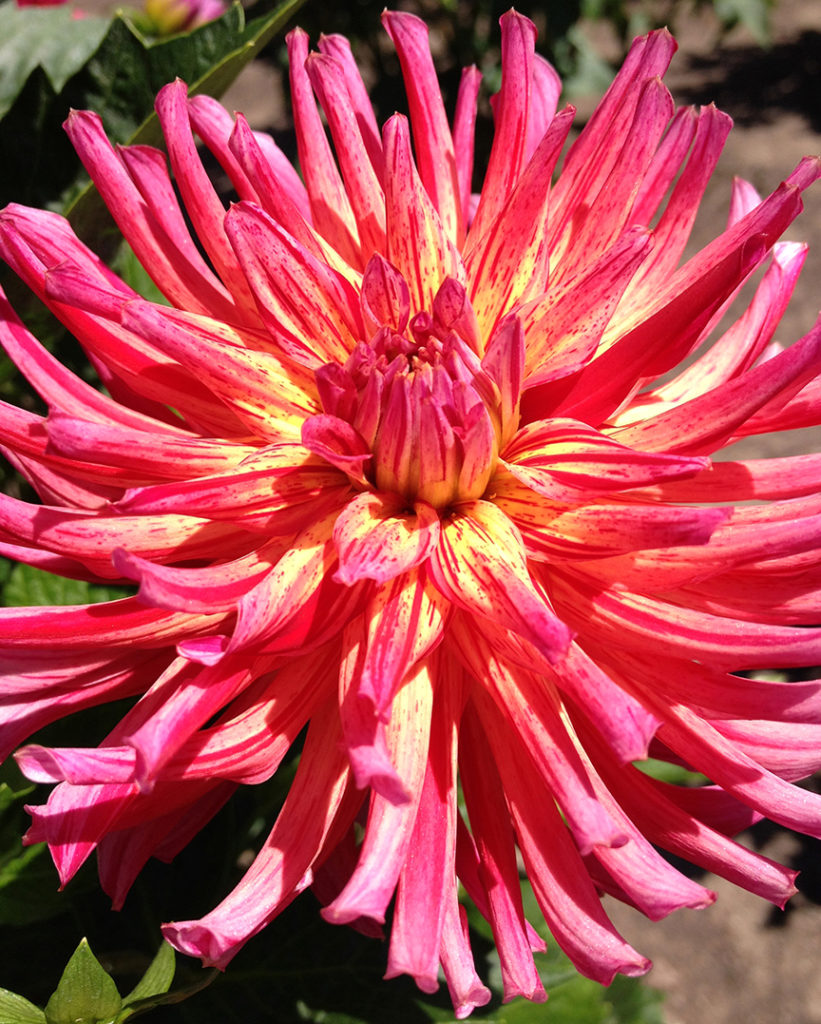 Dahlia