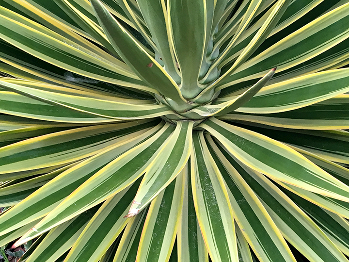 Striped Plant