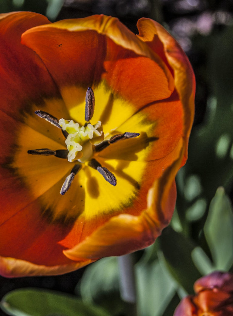 Orange Tulip