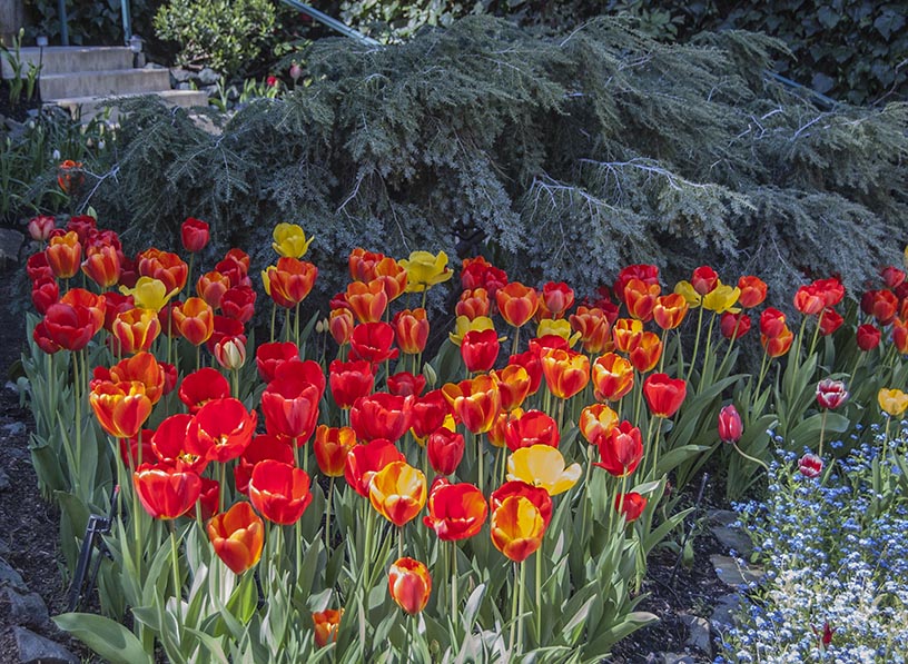 Ananda Tulip Gardens