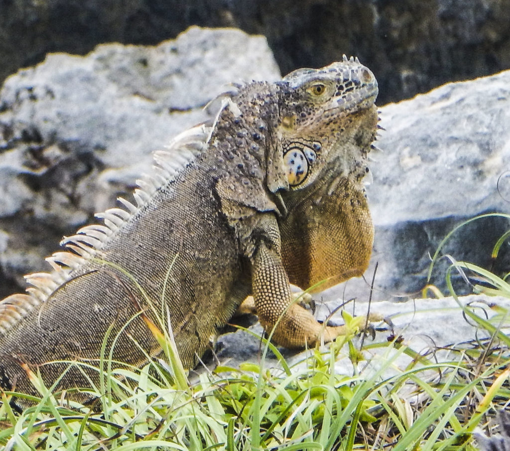 Iguana