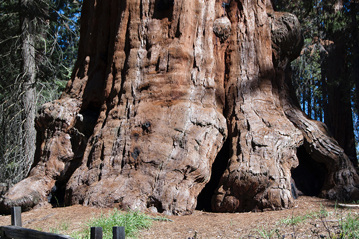 Sequoia & Kings Canyon National Park, A Road Trip