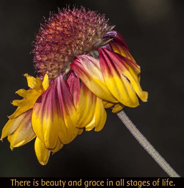 Macro Flower ~ End of Life Beauty