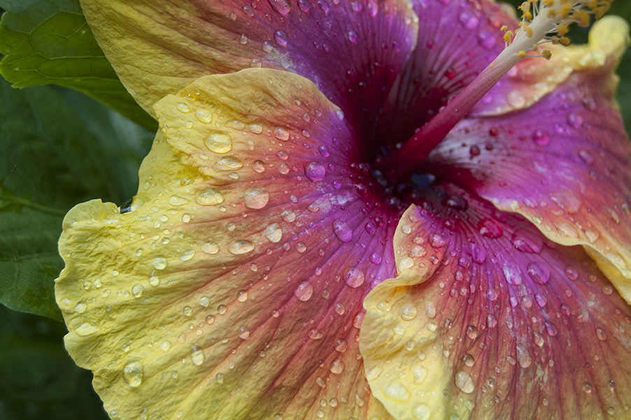 Flower After the Rain