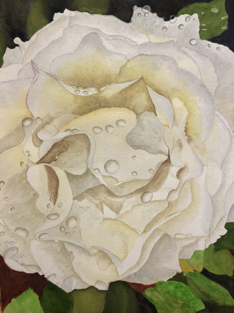 Greek White Rose